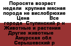 Поросята возраст 4 недели, крупная мясная порода(не вислобрюхие ) › Цена ­ 4 000 - Все города, Ступинский р-н Животные и растения » Другие животные   . Амурская обл.,Серышевский р-н